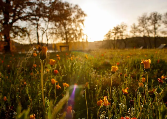 La Vie * راينزبرج